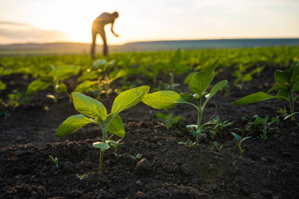 Agricultura moderna